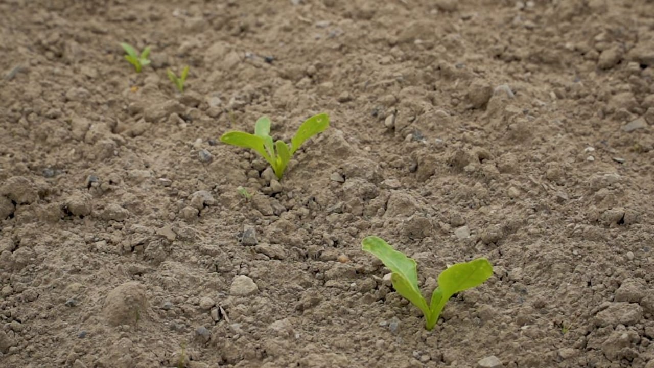 CROPS WATCH: Beet slow to take off…second herbicide plans