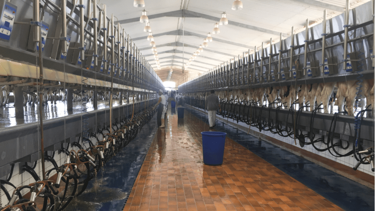 Job position now available on Saudi Arabian dairy farm