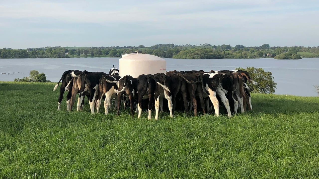 Total calf births head towards the 2 million head mark