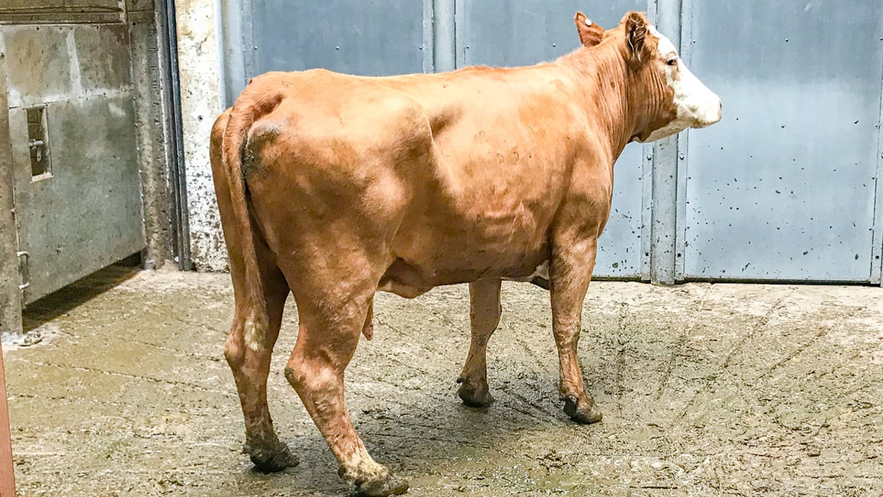 Mart trade: The demand for short-keep cows increases