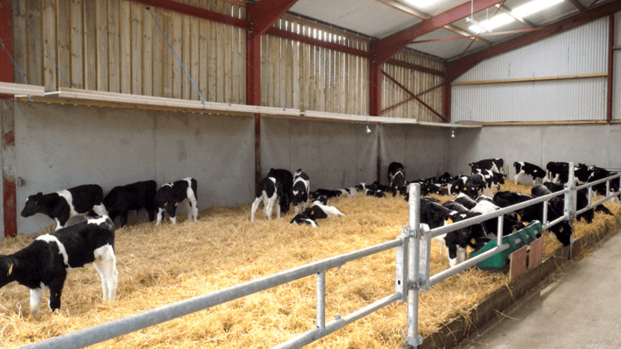Health and calf rearing a major focus of DairyBEEF2019
