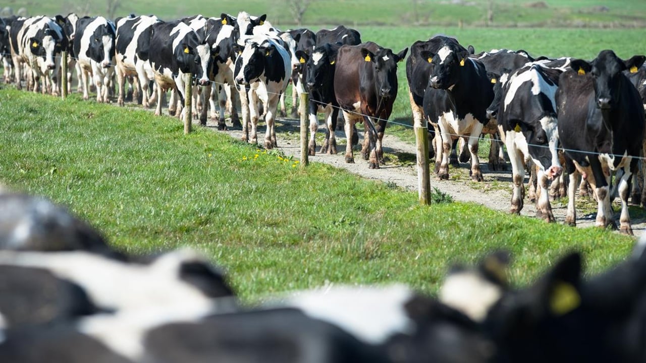 What's your strategy like for this year's breeding season?