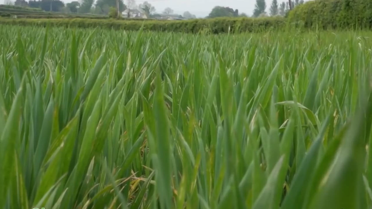 CROPS WATCH: Replacing fungicides with nutrition on winter wheat