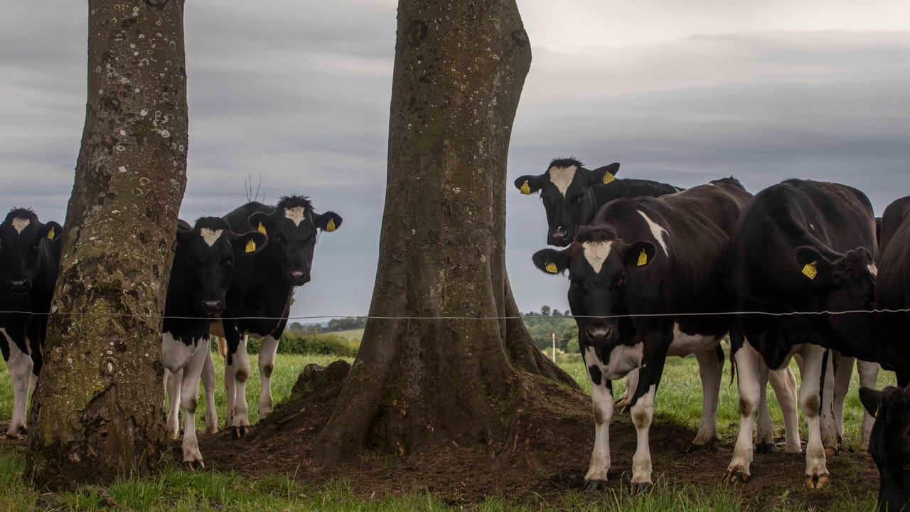 Quality Milk Awards: Celebrating everything that is great about Irish dairy farming