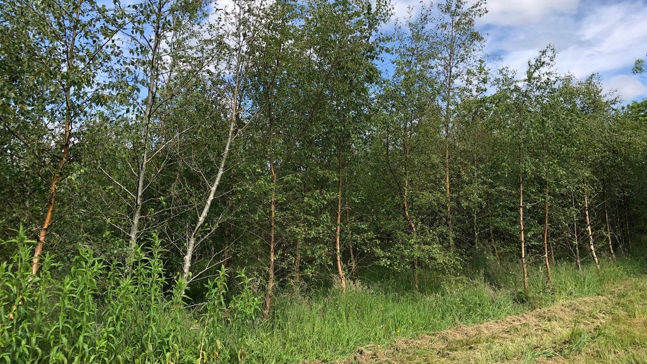 Part-time Clare farmer convicted of felling trees without licence