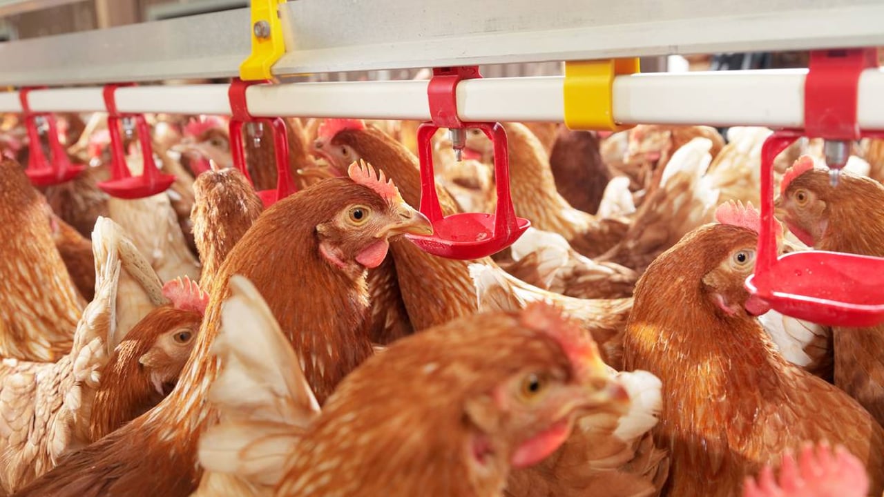 Poultry red mites: How can they affect the bottom line?