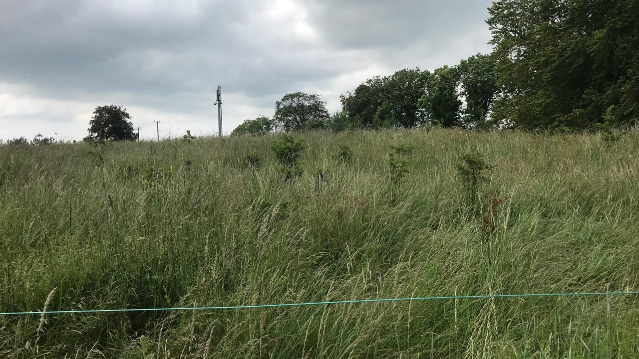 'Failed' forestry deemed 'satisfactory' by department