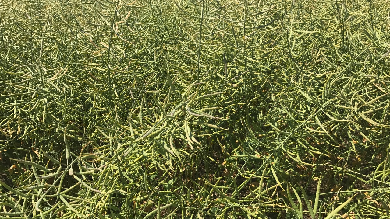 2019 oilseed rape list sees 3 new varieties added