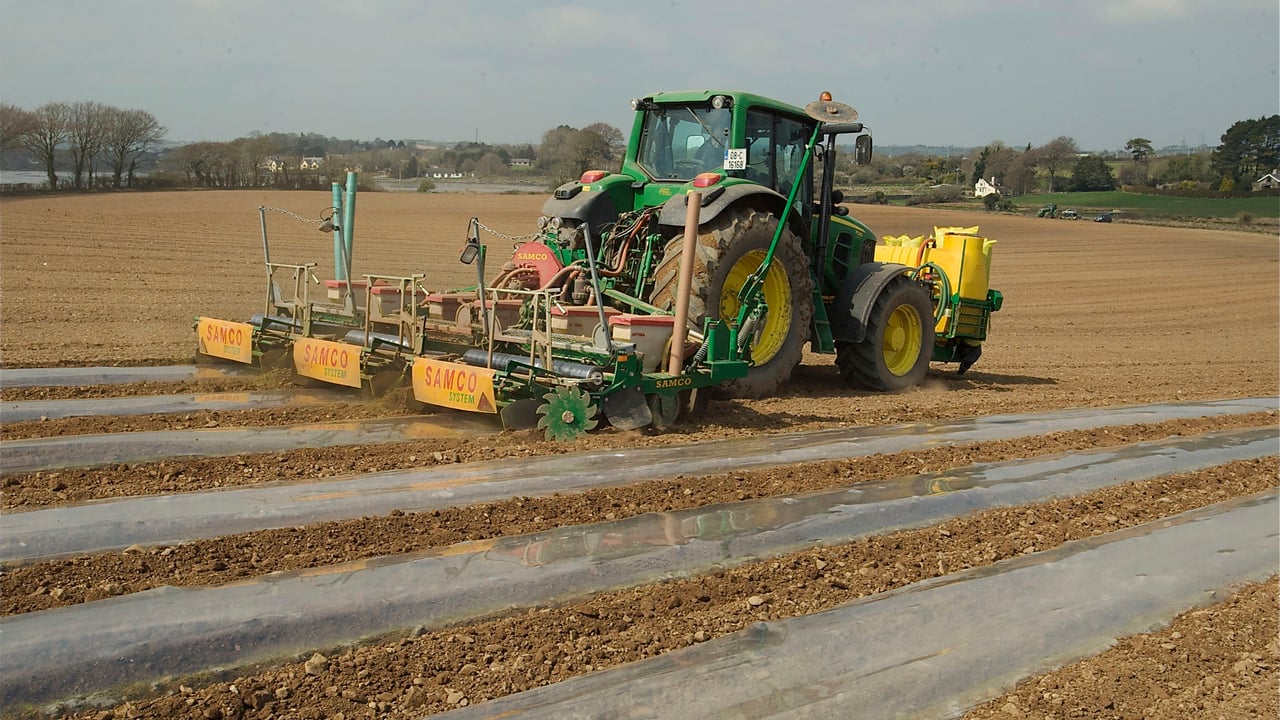 Sowing maize under plastic. Image source: O'Gorman Photography