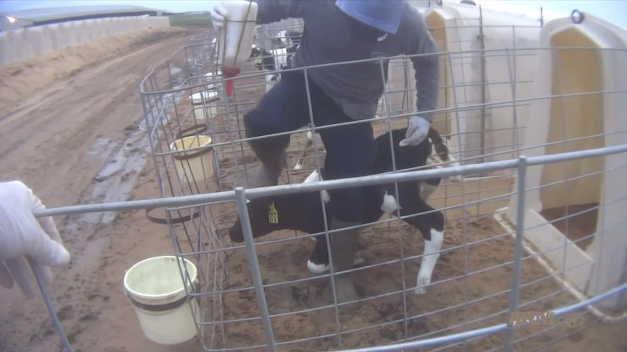 Fair Oaks Farms takes action following emergence of calf abuse video