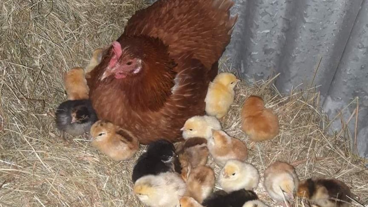 Banagher farmer's 'eggs-traordinary' hatching story