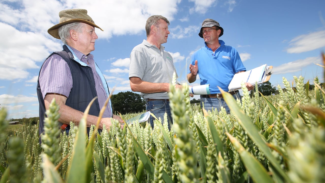 Patsy Kehoe, Seedtech, in a field of Graham winter wheat with John Hogan, Teagasc, and  Kevin Gardiner of Gardiner Grain at the Seedtech open day