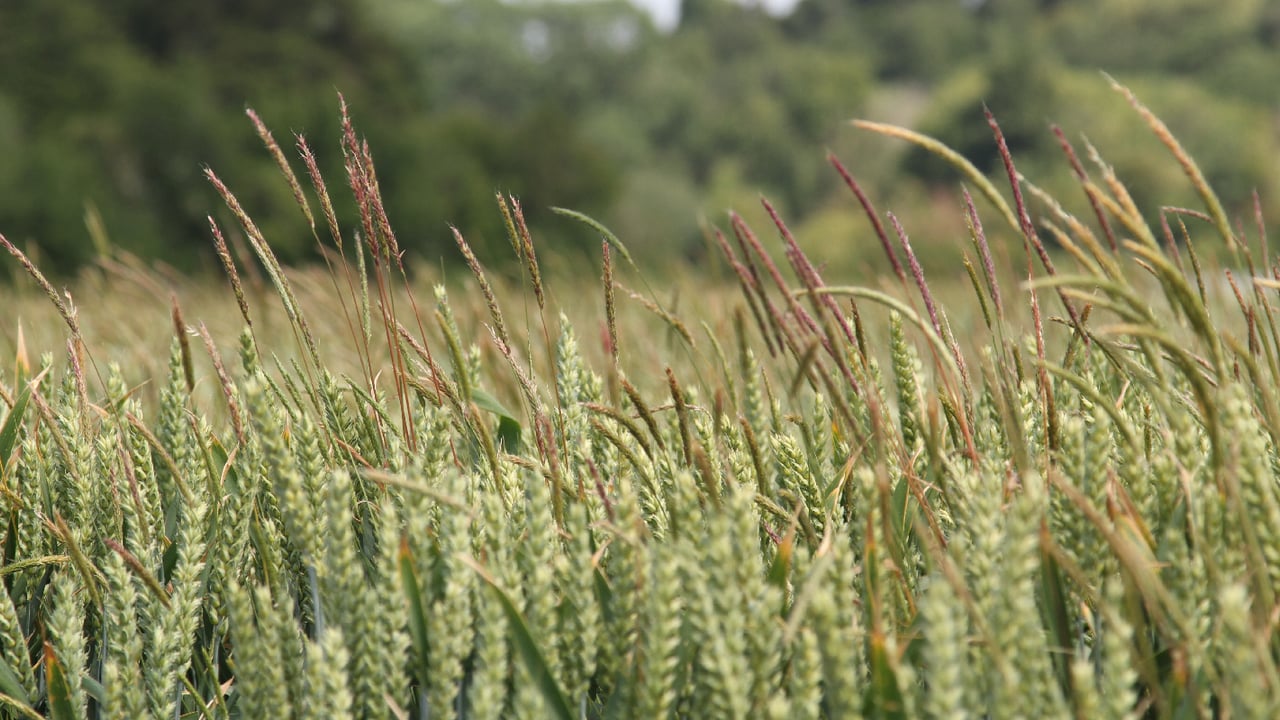 Tillage: The biology of blackgrass and ways to prevent it