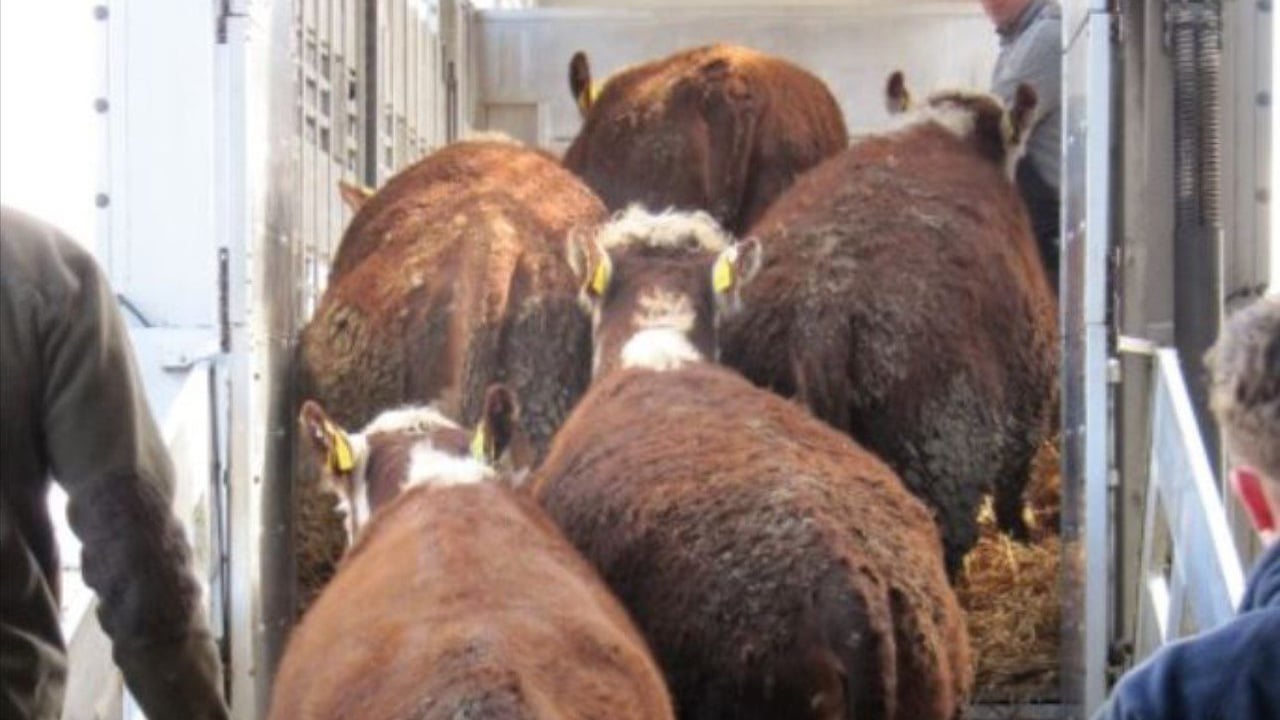 In-spec cattle numbers to 'tighten considerably' in coming weeks
