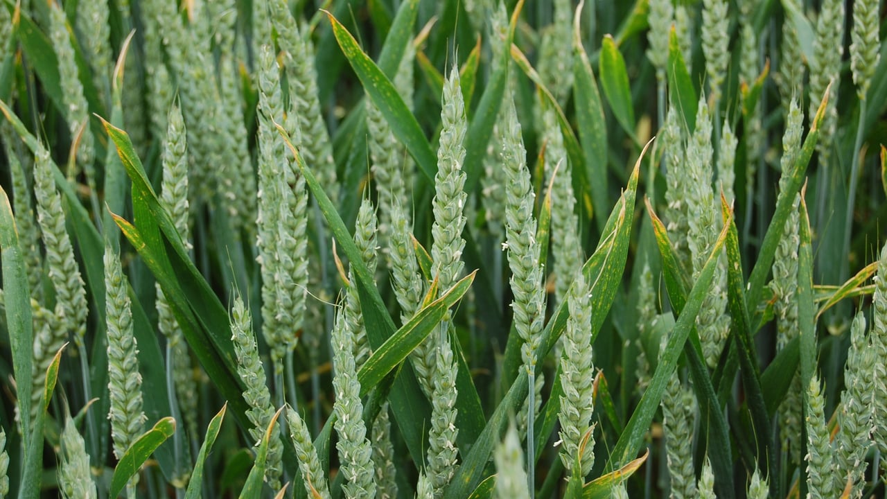 AHDB: International grain and oilseed prices on the rise