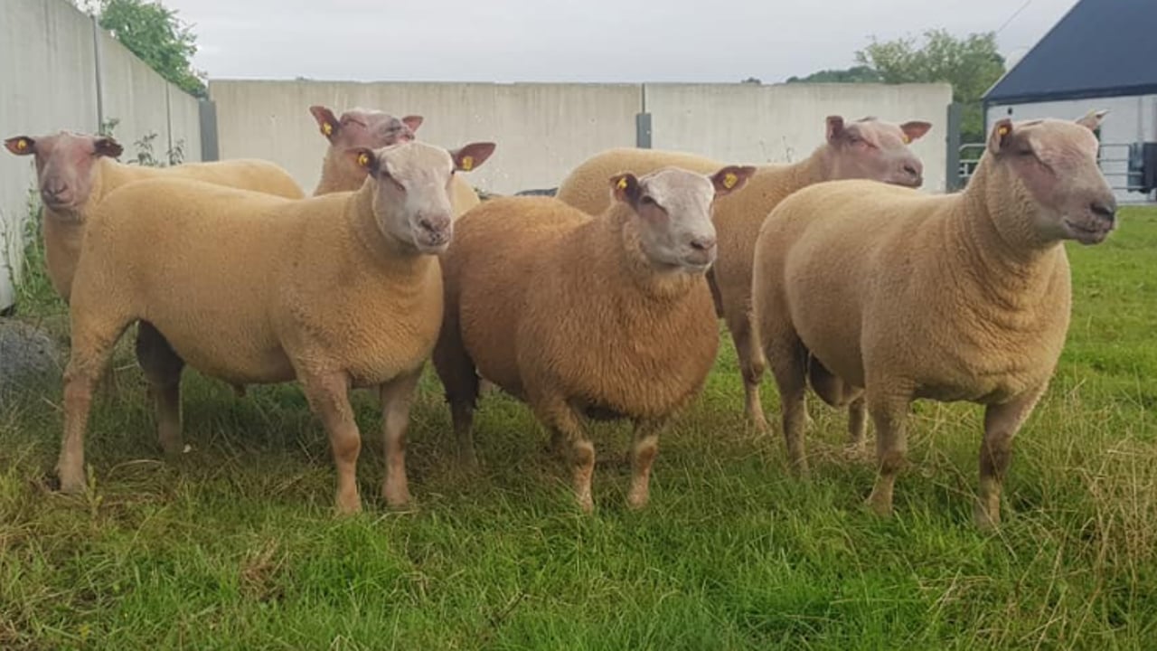 Big Boy Ram Sale: Blue Texel ram tops the sale at €1,200
