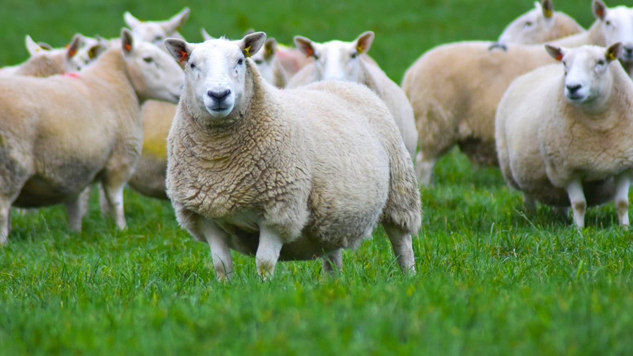 New Donegal Cheviot sheep group formed