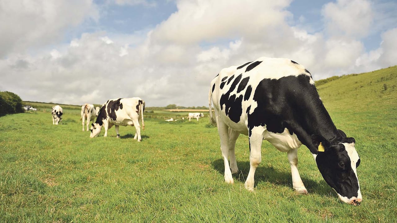 Raising the Dairy Voice Series: Promoting the voice of the Irish dairy farmer
