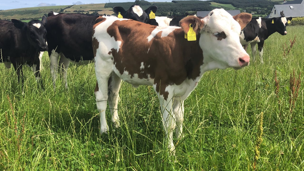 Fleckvieh calf