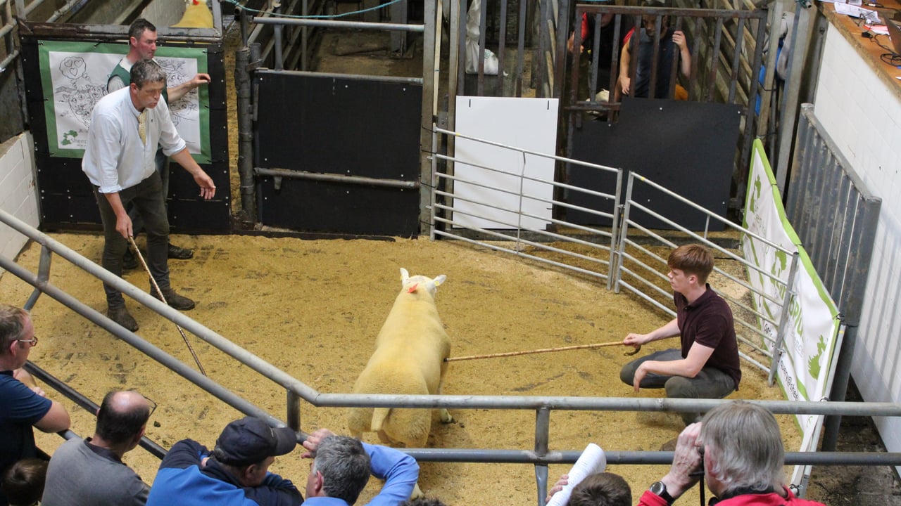 Rams hit €1,160 at Sheep Ireland €uro-Star Multi-Breed Sale