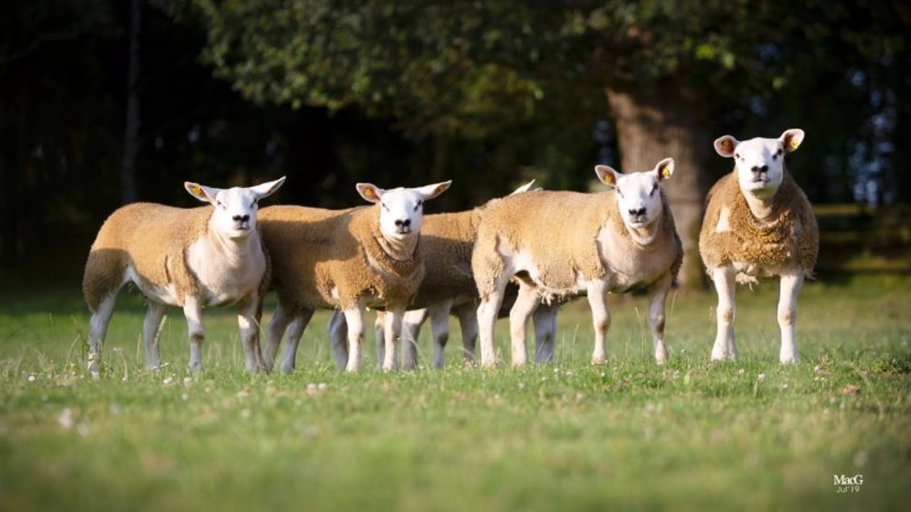 Irish Texel Sheep Society set to host main sale this week