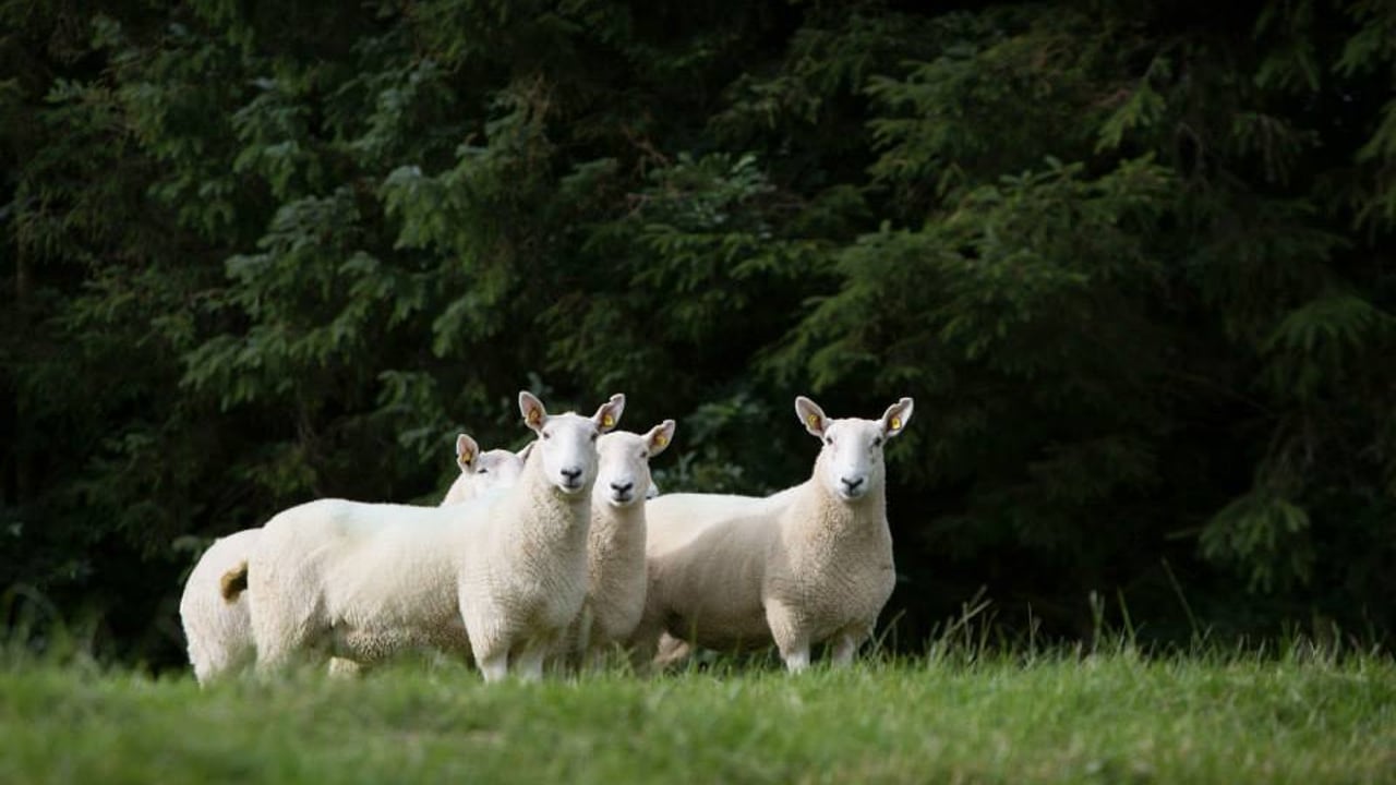 Wicklow Cheviot Sheep Breeders getting ready for the upcoming show season