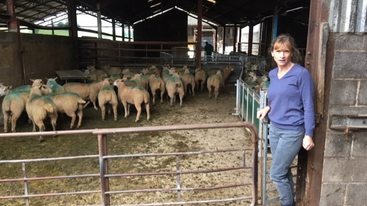 Are you using the right selenium-approved sheep bolus?