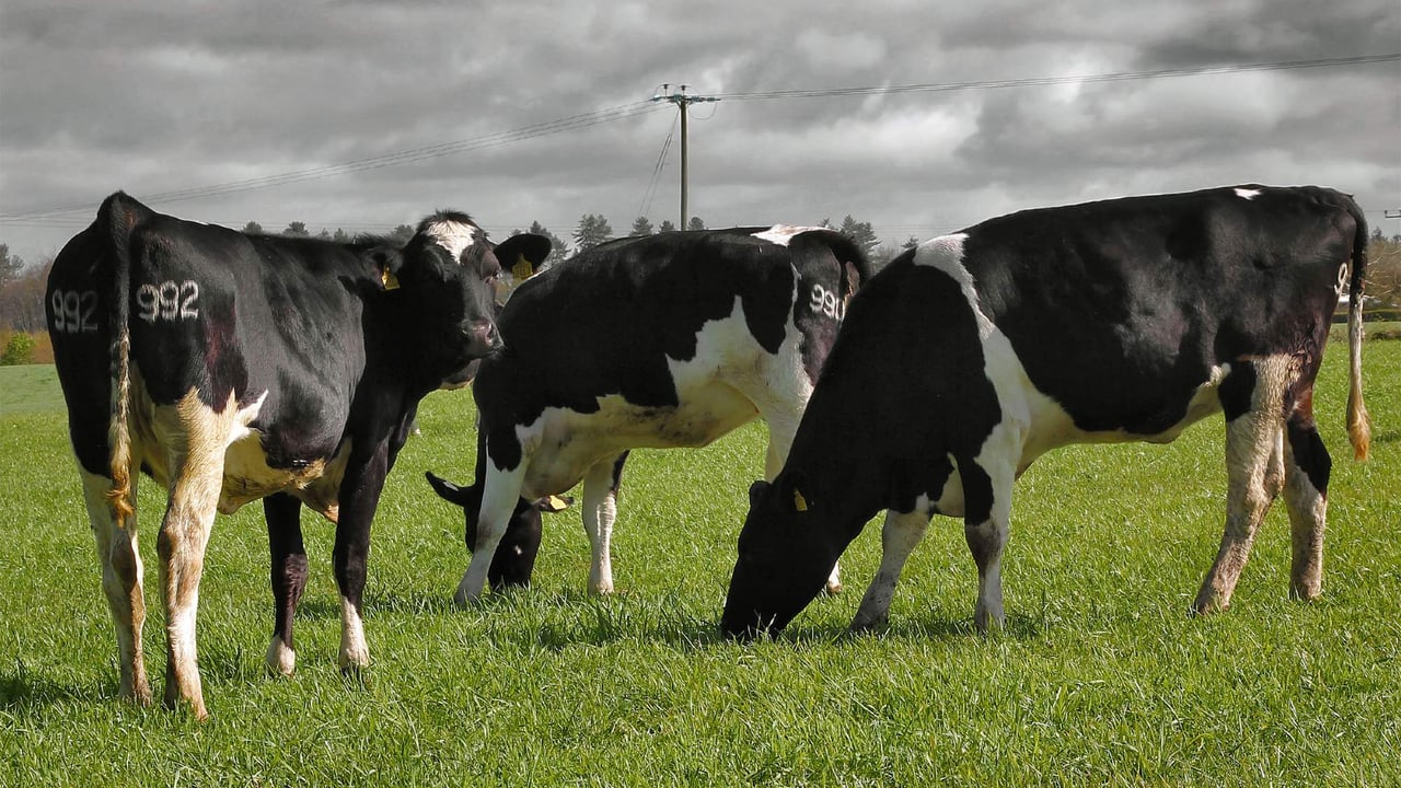 Dairy advice: Turning out replacement heifers