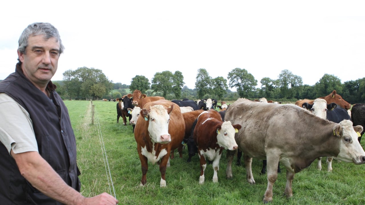 Richard Tyrrell, who runs a herd of over 100 suckler cows, gives a primary shot of Bovilis Bovipast RSP to all calves at 2 weeks-of-age, followed by a booster shot 4 weeks later