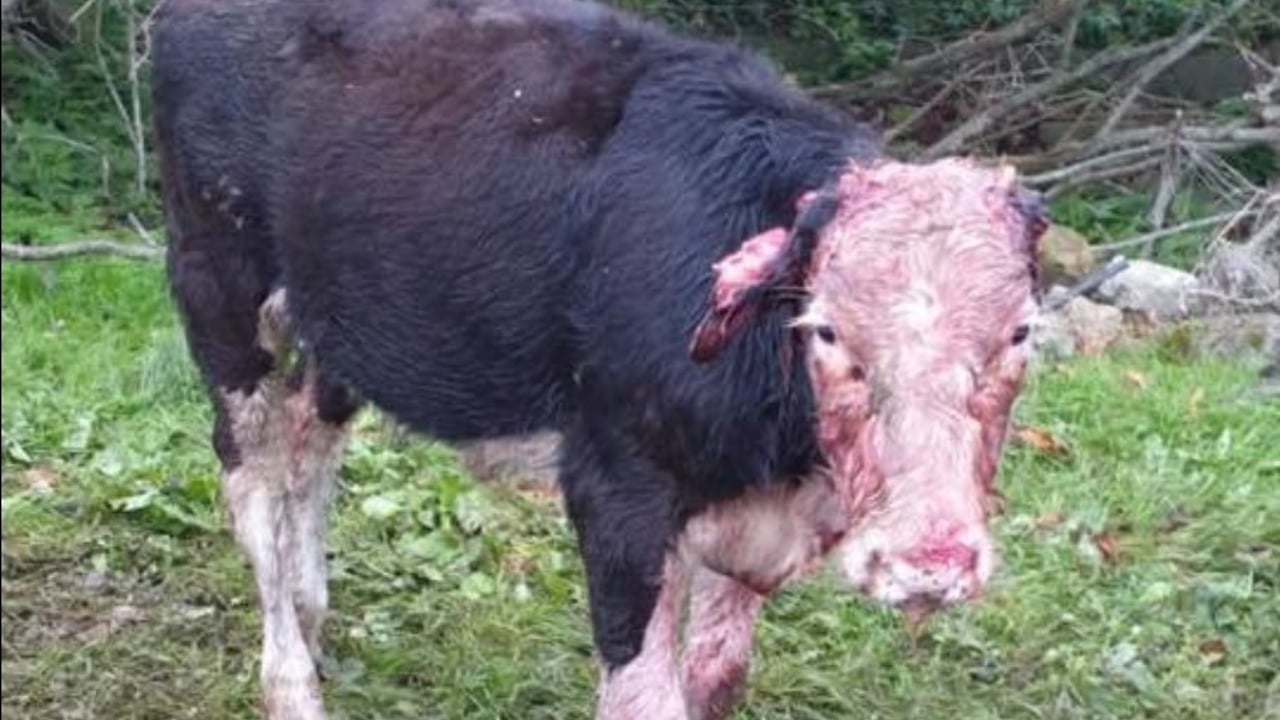 Image source: Longford Dog Control Services
