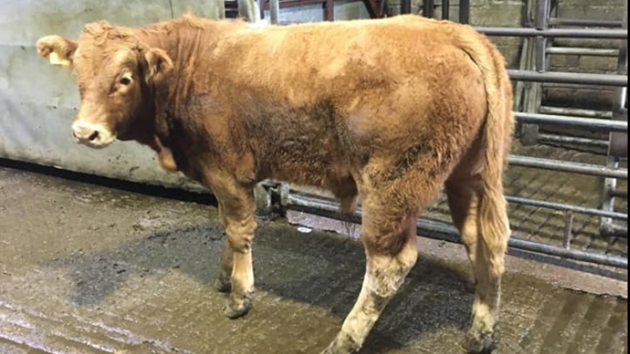 This Charolais bull weighed 330kg and sold for €845 at Dowra Mart on Saturday (September 21)