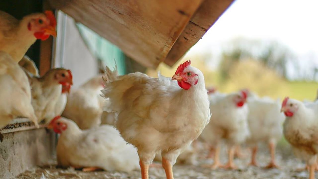 Image source: Manor Farm
