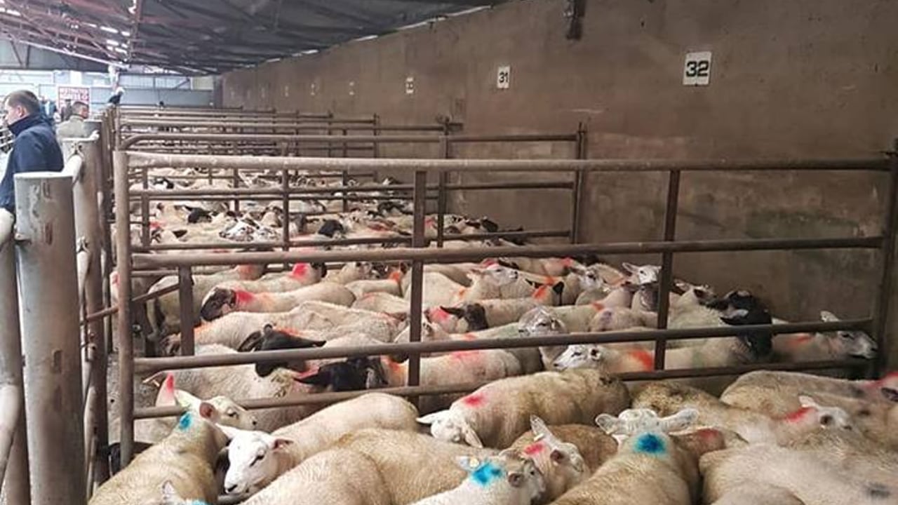 Sheep marts: Prices remain steady in light of factory protests