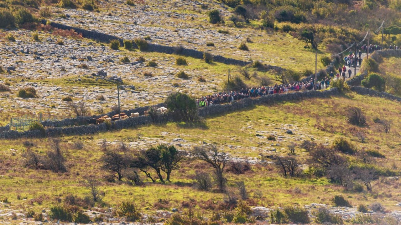 Burren residents mark 'ancient tradition' with cattle drive