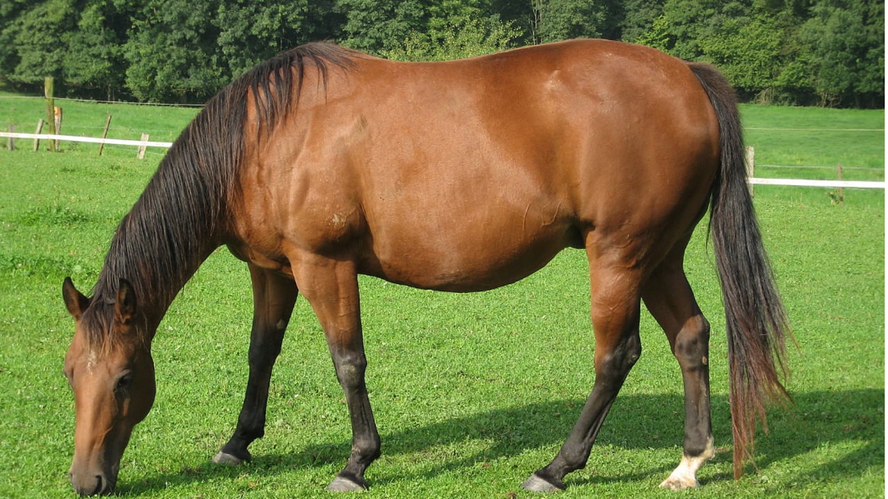 279 horses euthanised in Ireland since 2020