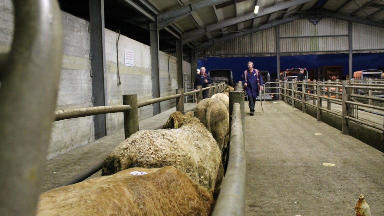 Cattle marts: Wet weather bringing more cattle out