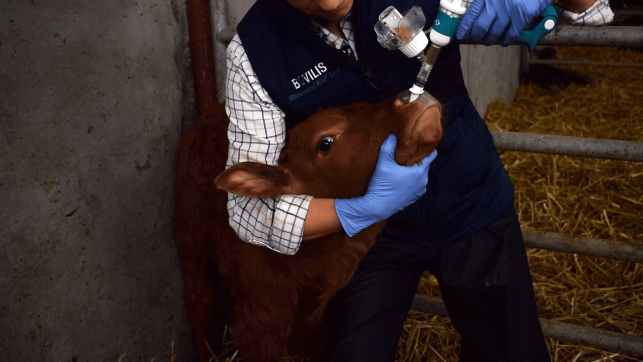 Cara Sheridan, vet advisor with MSD Animal Health, administering Bovilis INtranasal RSP Live to a seven day old beef calf using the new vaccine gun and applicator nozzle for Bovilis INtranasal RSP Live