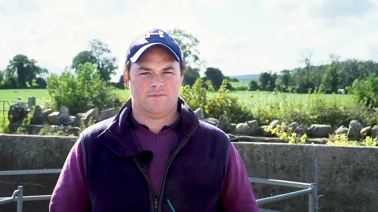 Video: Sheep lameness stamped out with the 5-point plan