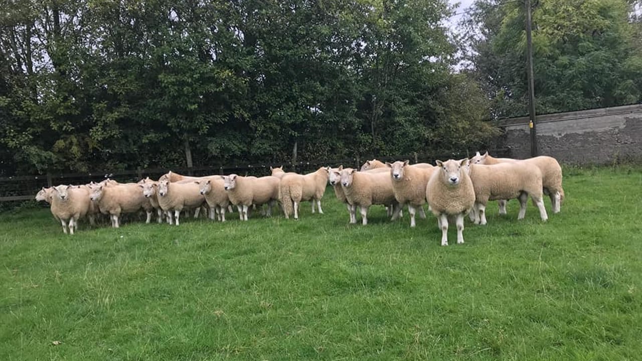 Wicklow Mountain Sheep Breeders' Association to hold 77th annual show and sale