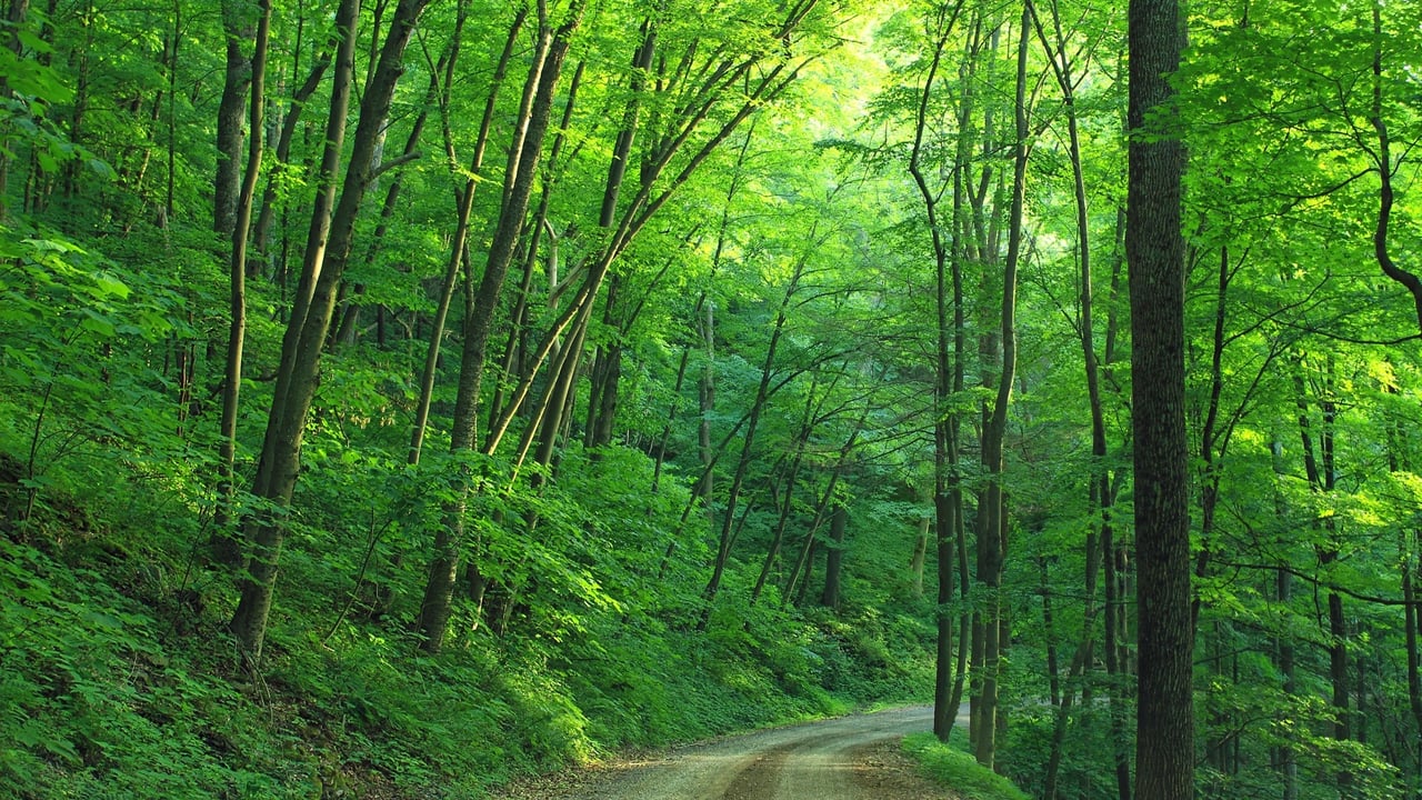 NI Water pledges to plant 1 million trees in 10 years