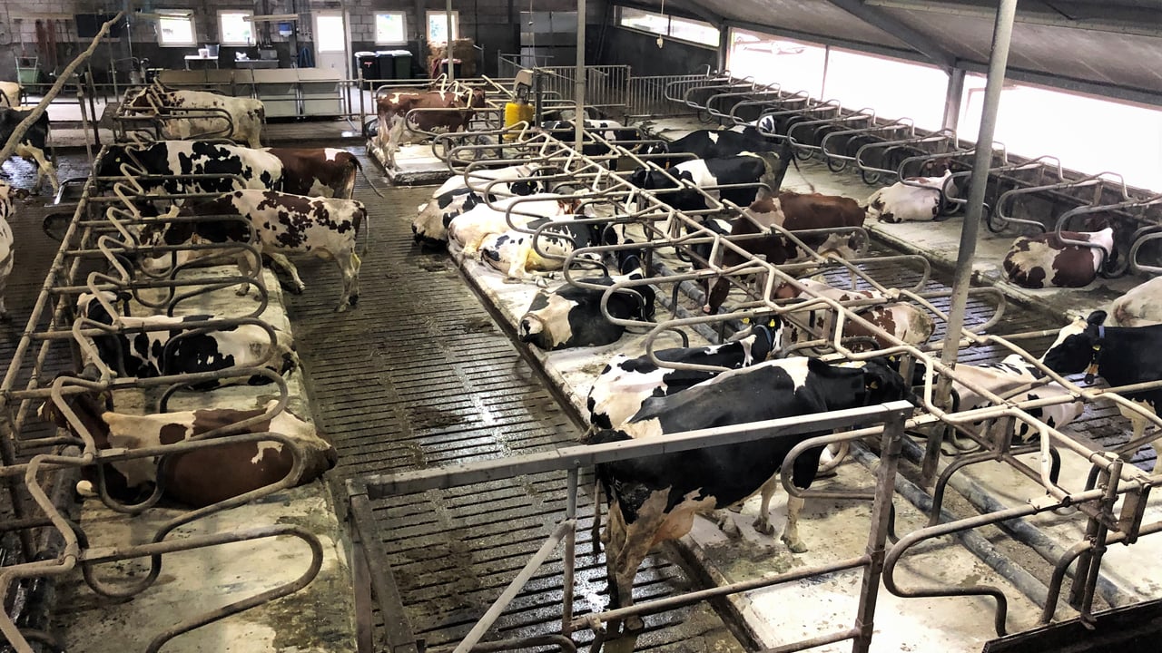 Autumn calving: Keeping SCC at bay over Christmas