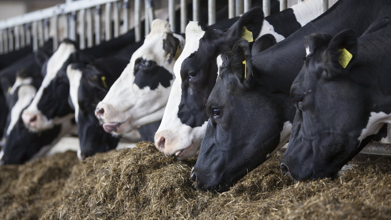 RTÉ called to clarify 'diet expert's qualifications' after dairy claim