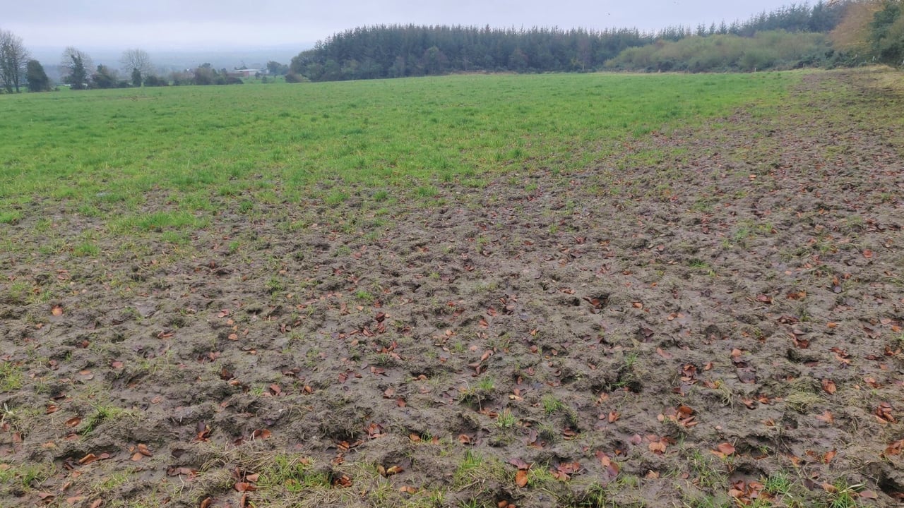 Field showing signs of severe poaching