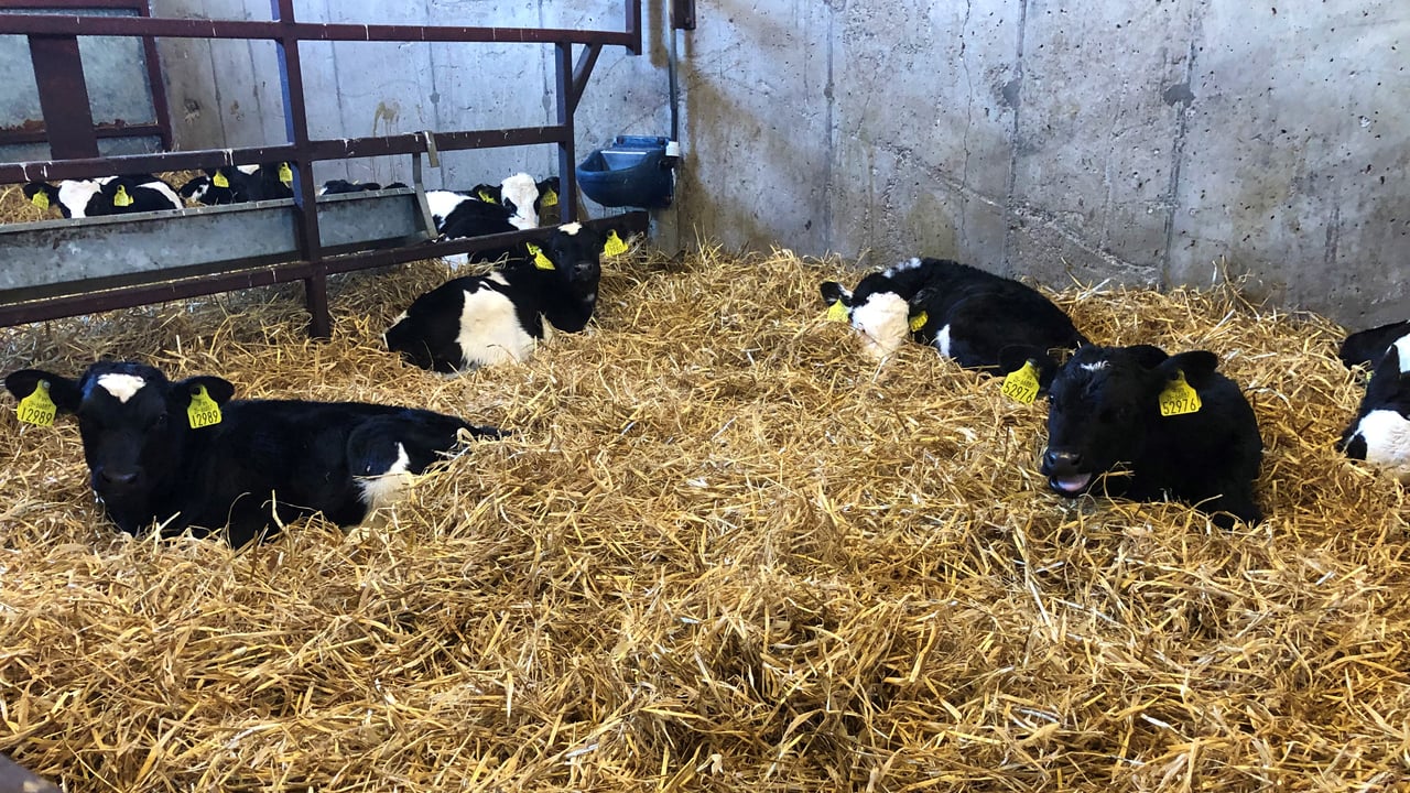 Calving season: Reducing the number of late night calvings