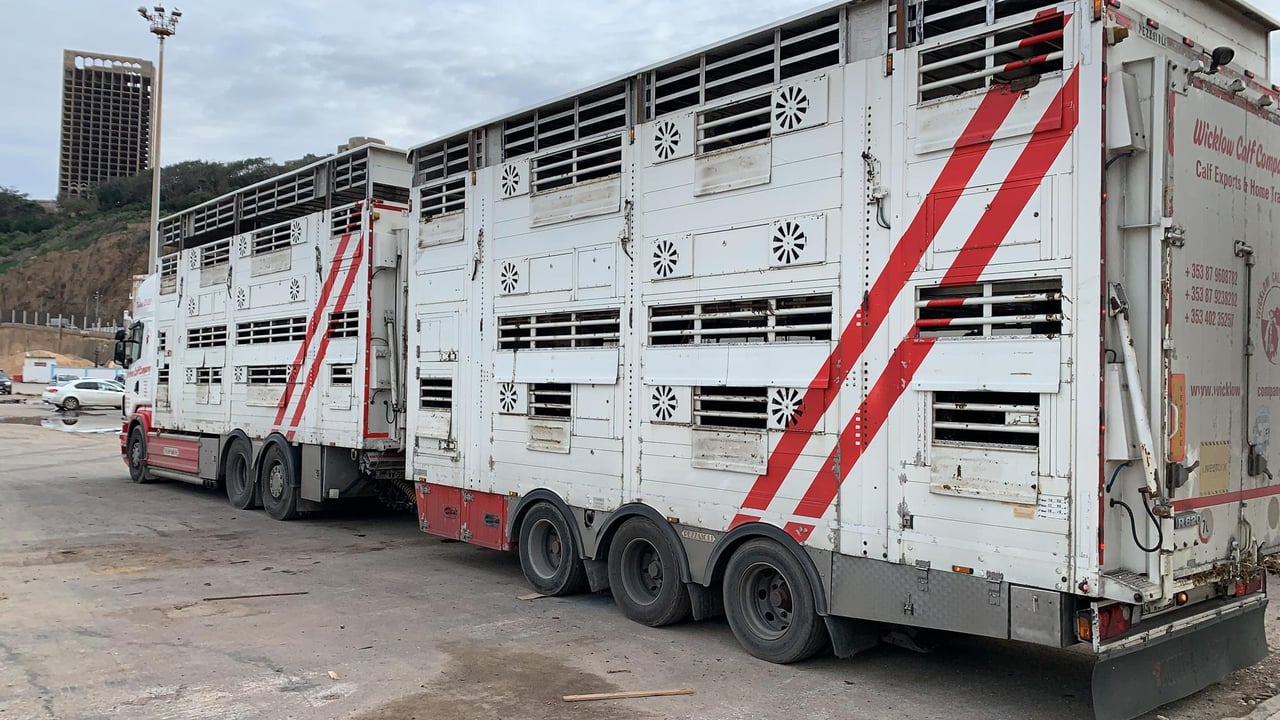 One of the three livestock export trucks arriving in Algeria yesterday