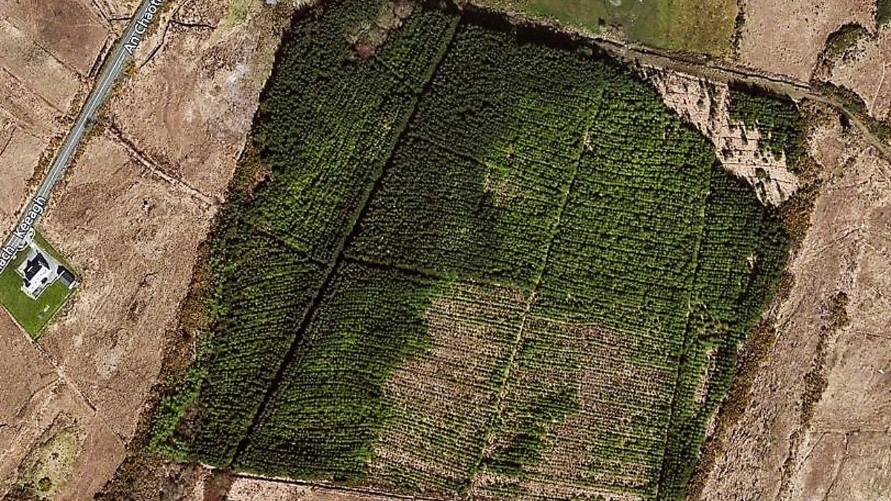 Forest land with potential in Co. Galway up for sale