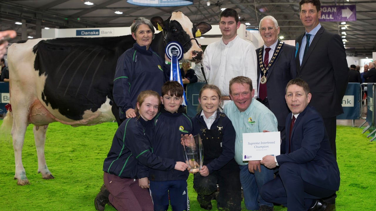 Royal Ulster Winter Fair Supreme Interbreed Champion. Image source: Steven McAuley