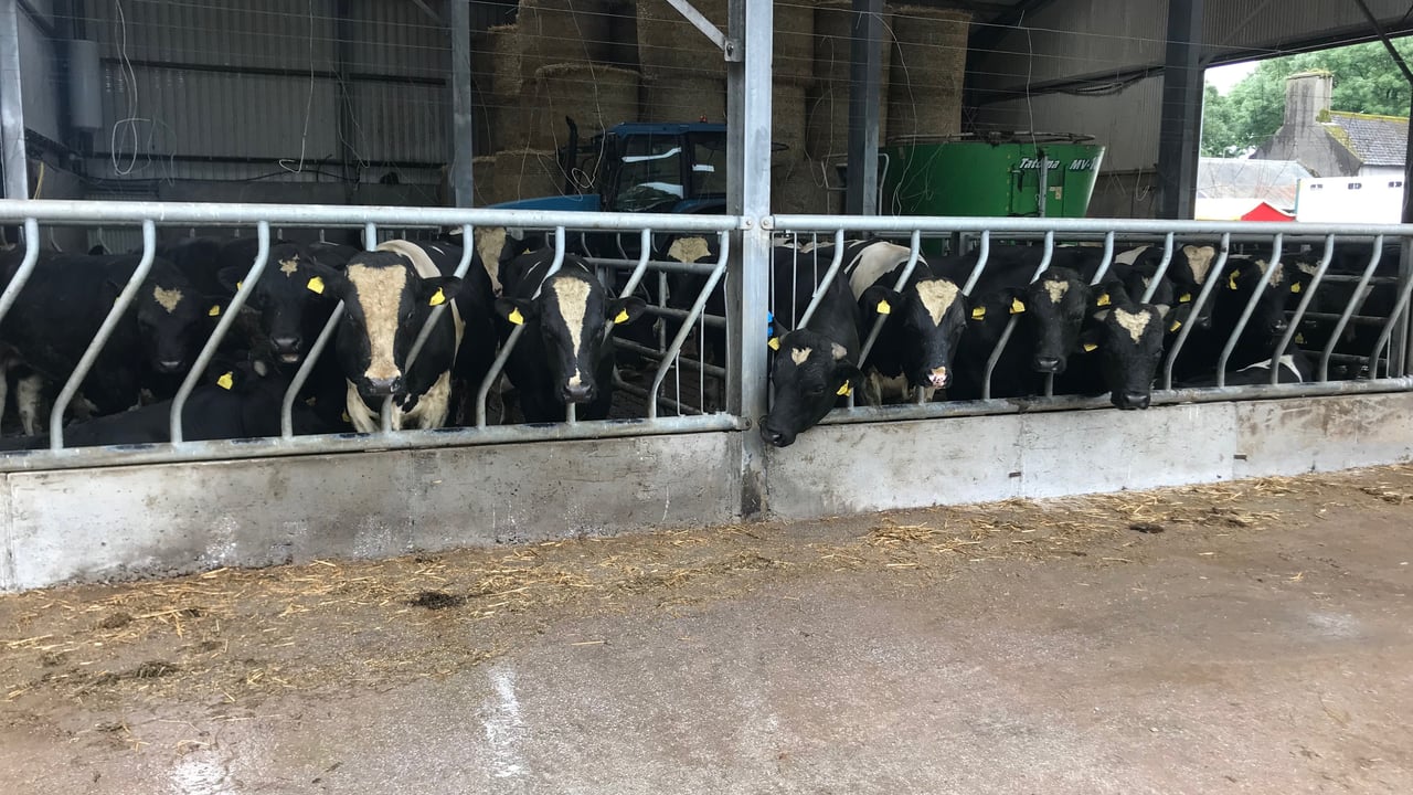Friesian bulls wanted for export