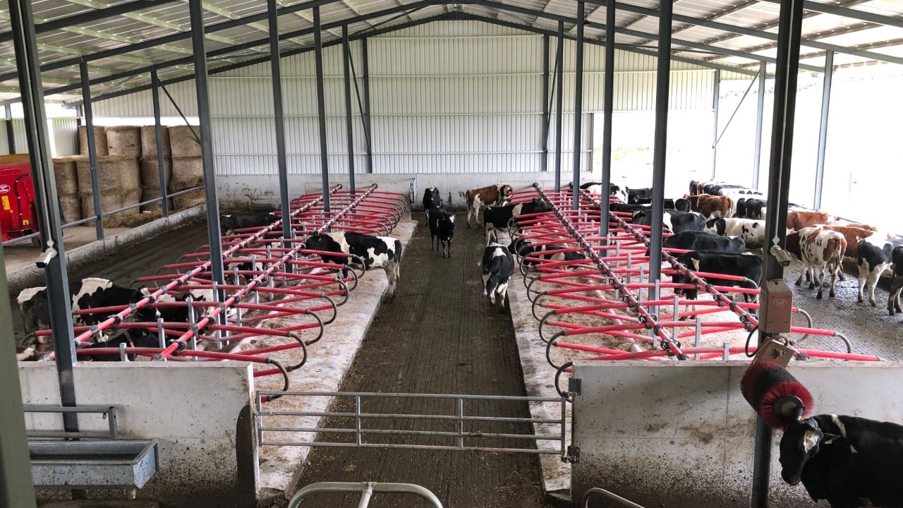 Lameness: Maximising lying time with good cubicles