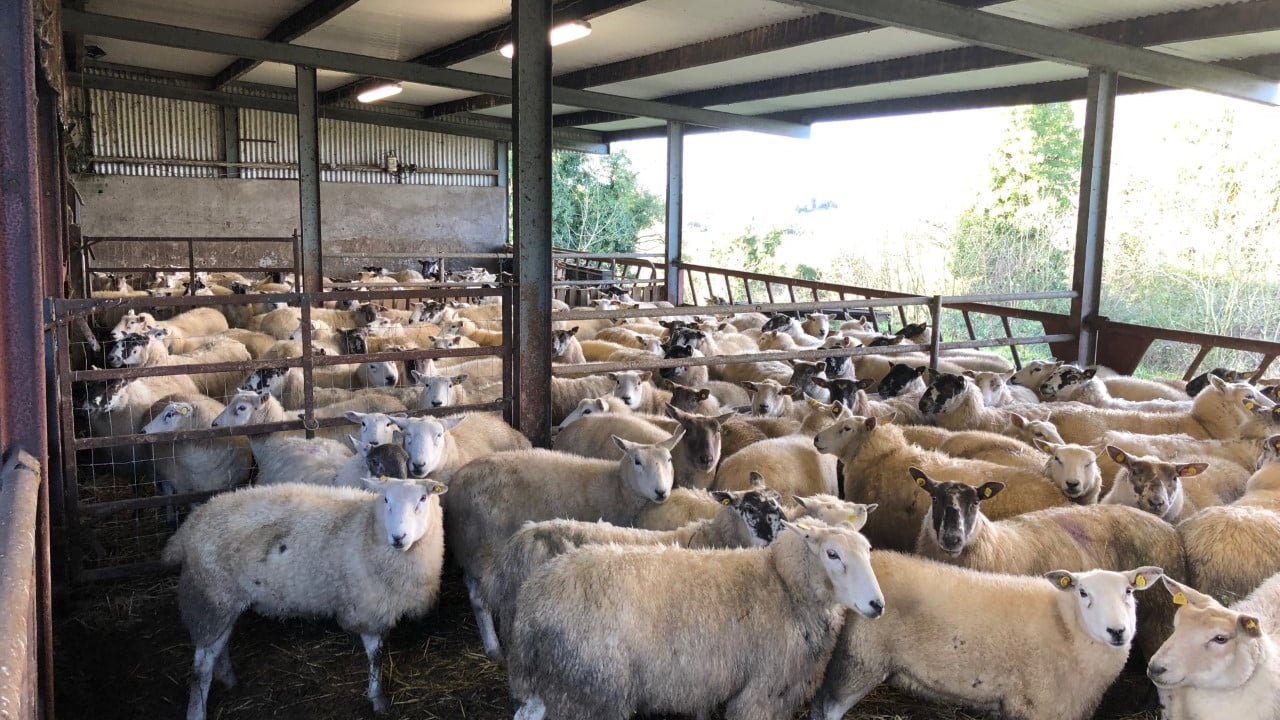 Turning attentions to scanning early-lambing ewes